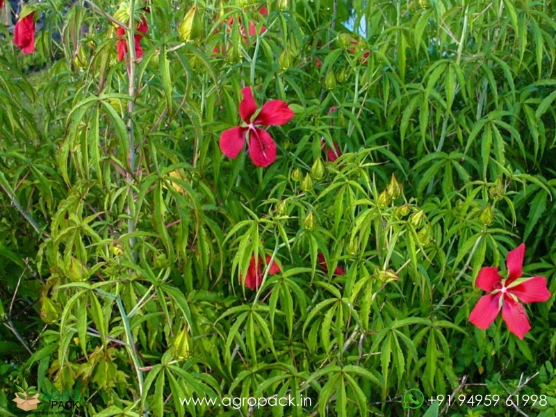 Water-Hibiscus-Scarlet-Rosemallow6