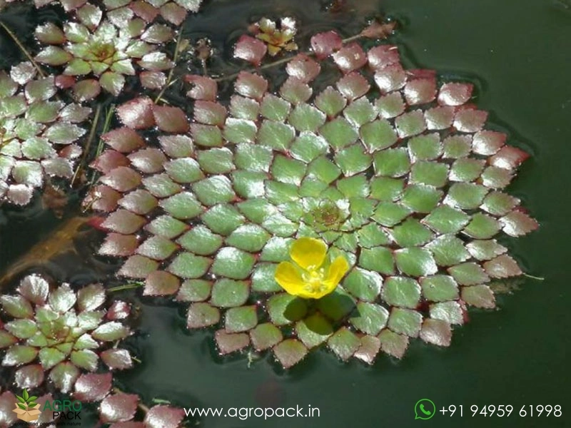 Water-Mosaic-Plant1
