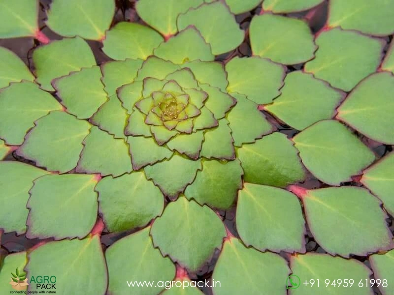Water-Mosaic-Plant2