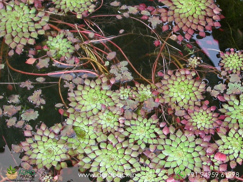 Water-Mosaic-Plant3
