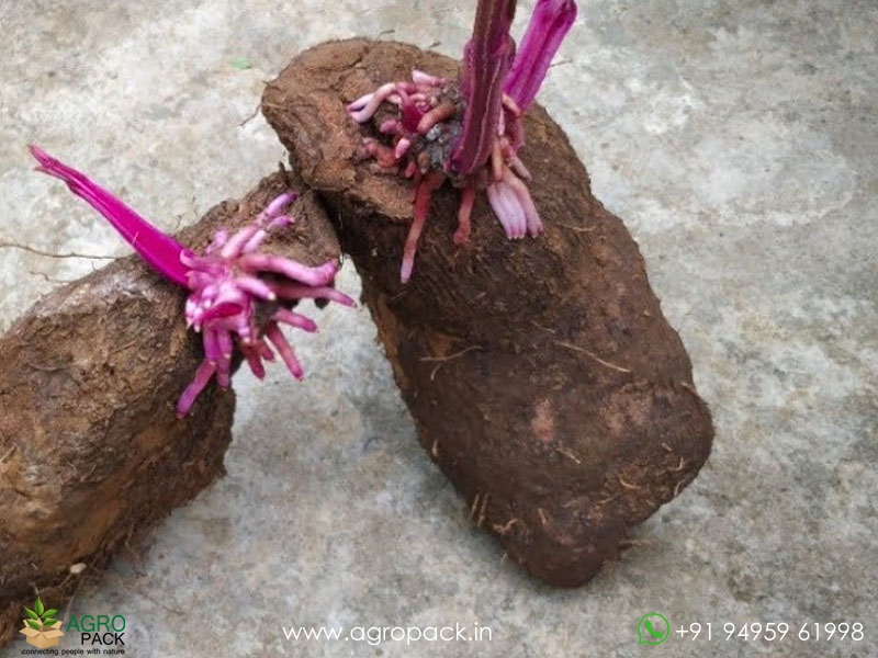 Water-yam3