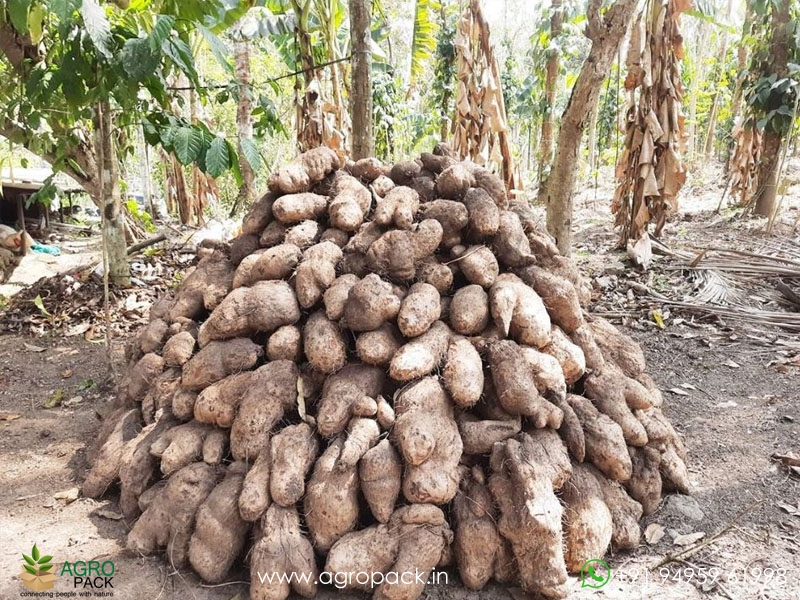 Water-yam4