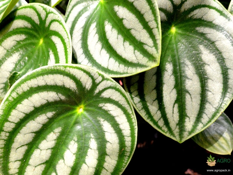 Watermelon-Peperomia4