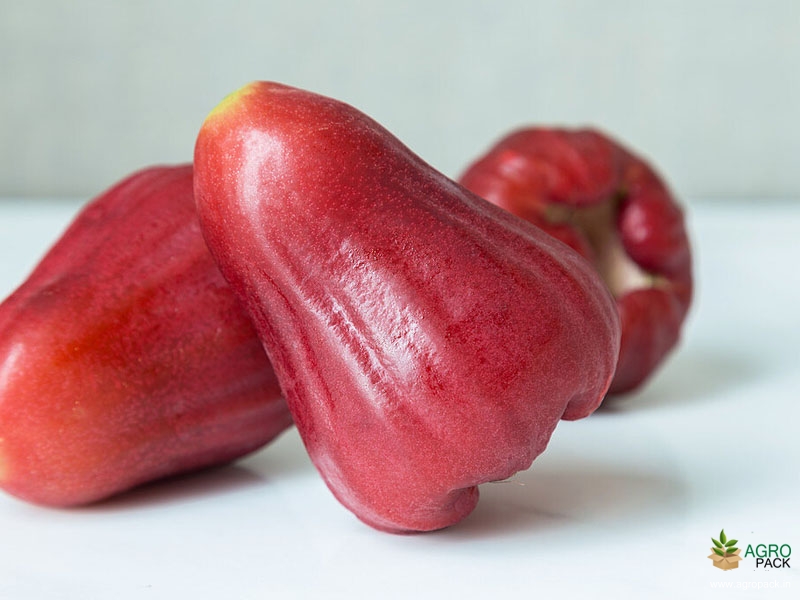 Watery-Rose-Apple1