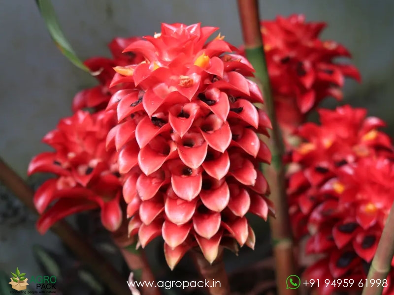 Wax-Ginger1
