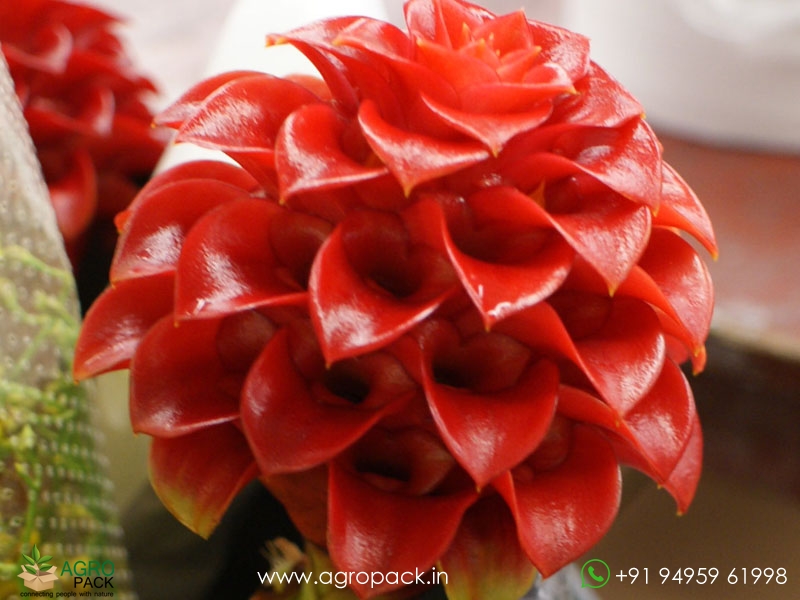Wax-Ginger2