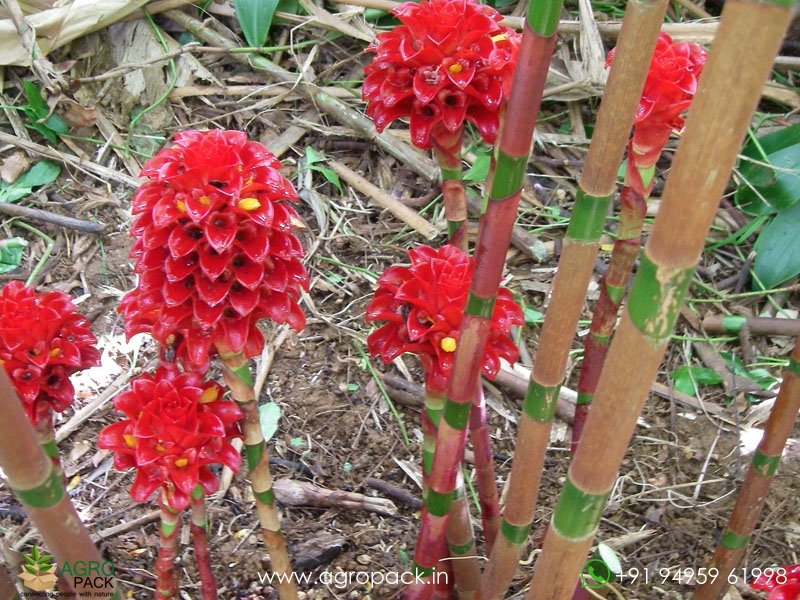 Wax-Ginger3