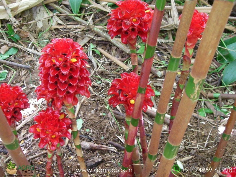 Wax-Ginger3