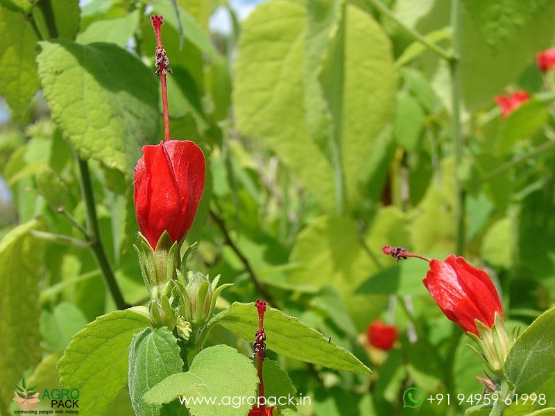 Wax-Mallow1