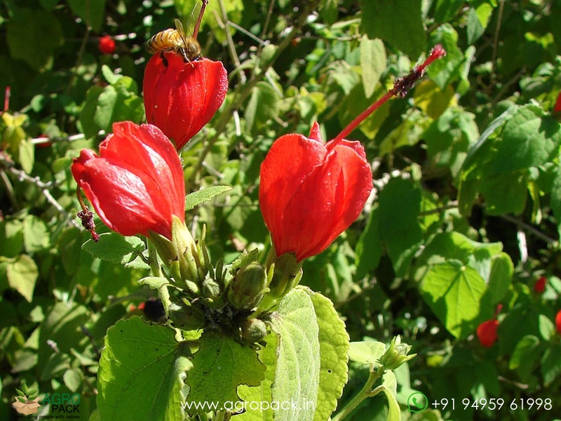 Wax-Mallow2