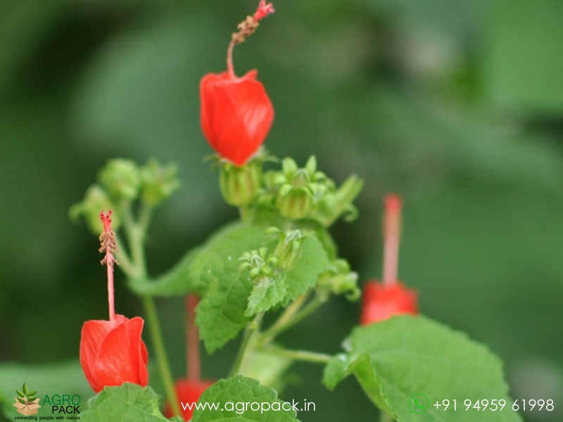 Wax-Mallow3