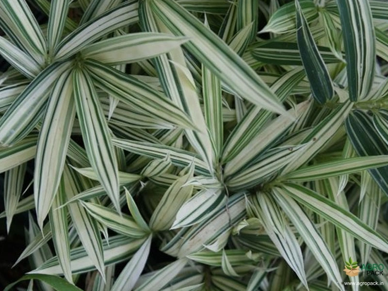 White-Bamboo3