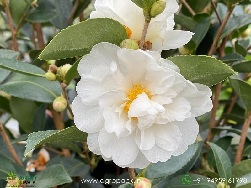 White-Camellia1