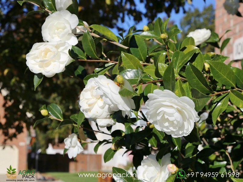 White-Camellia2
