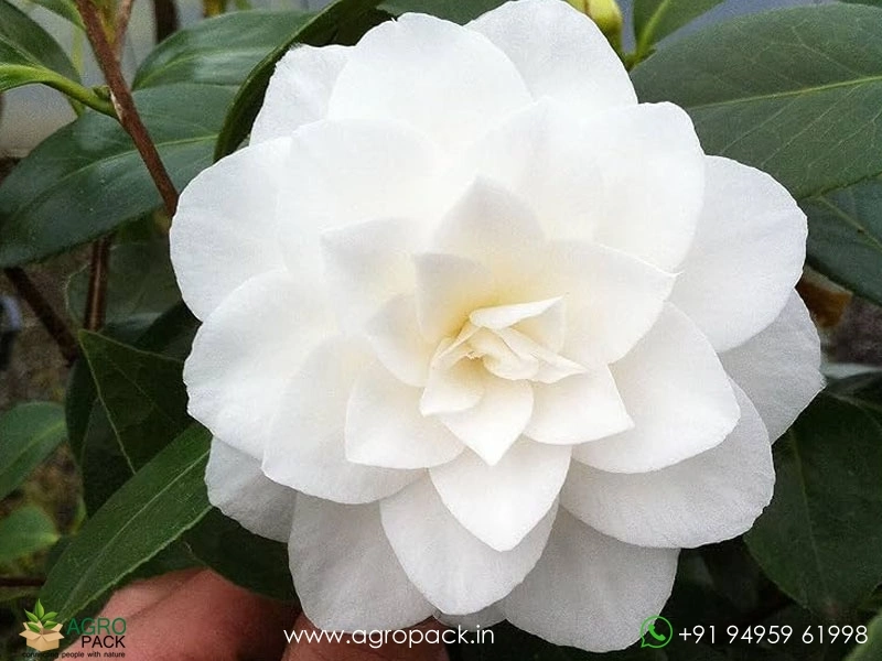 White-Camellia3