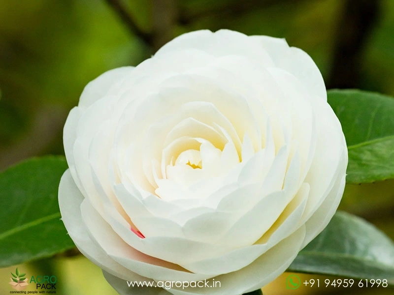 White-Camellia4