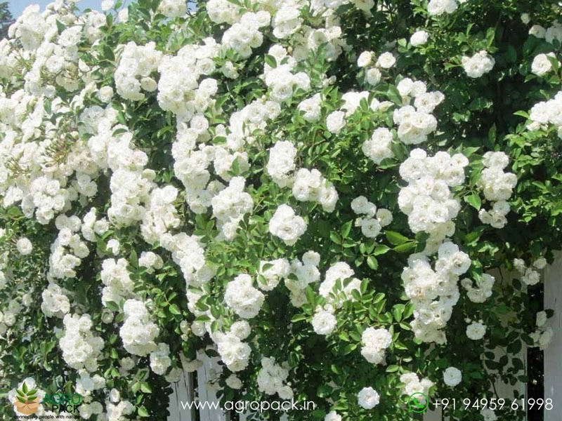 White-Climbing-Rose2