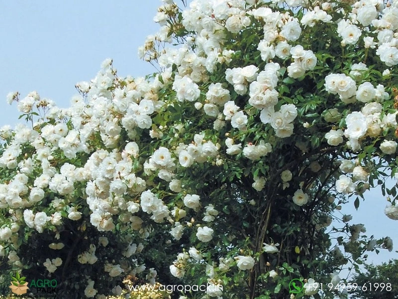 White-Climbing-Rose3