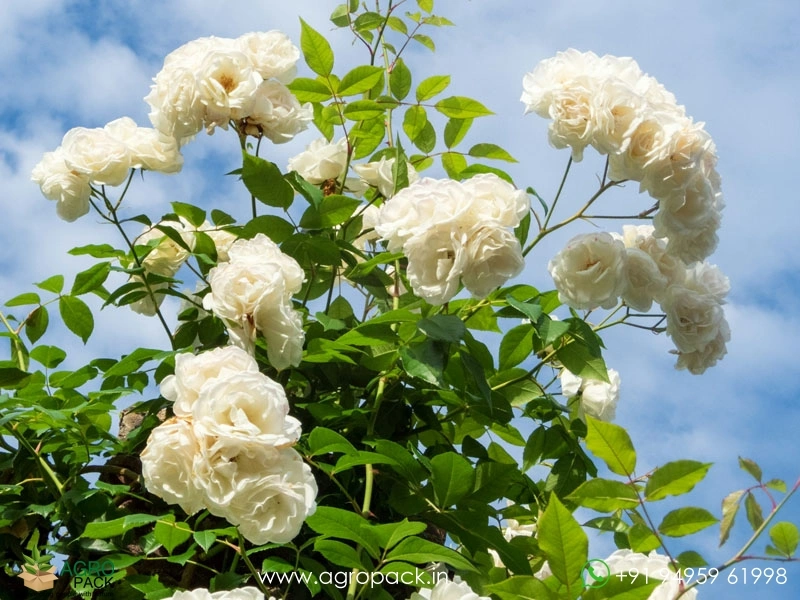 White-Climbing-Rose5