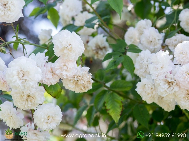 White-Climbing-Rose6