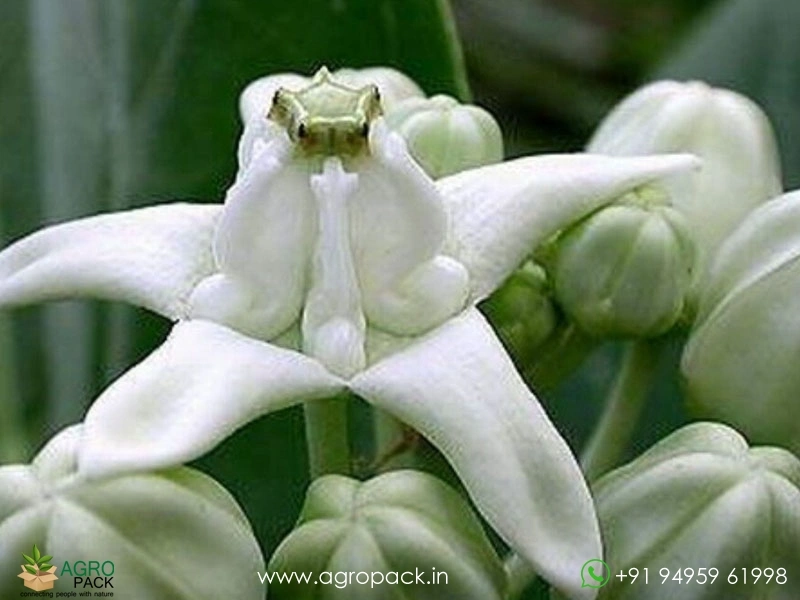 White-Erukku3