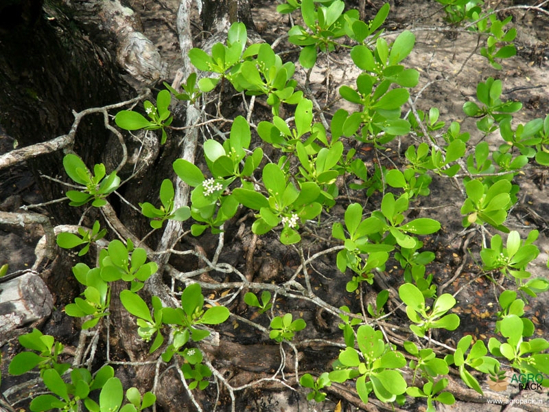 White-Flowered-Black-Mangrove2