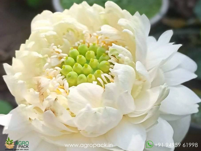 White-Miracle-Lotus2