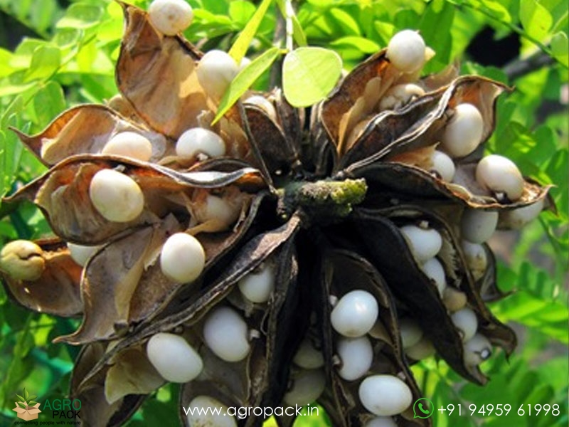 White-Rosary-Pea-Abrus-precatorius3