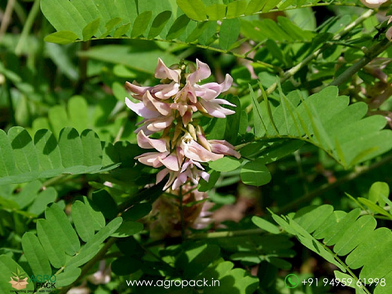 White-Rosary-Pea-Abrus-precatorius6