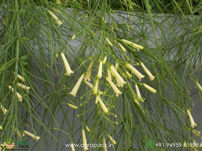 White-Russelia2
