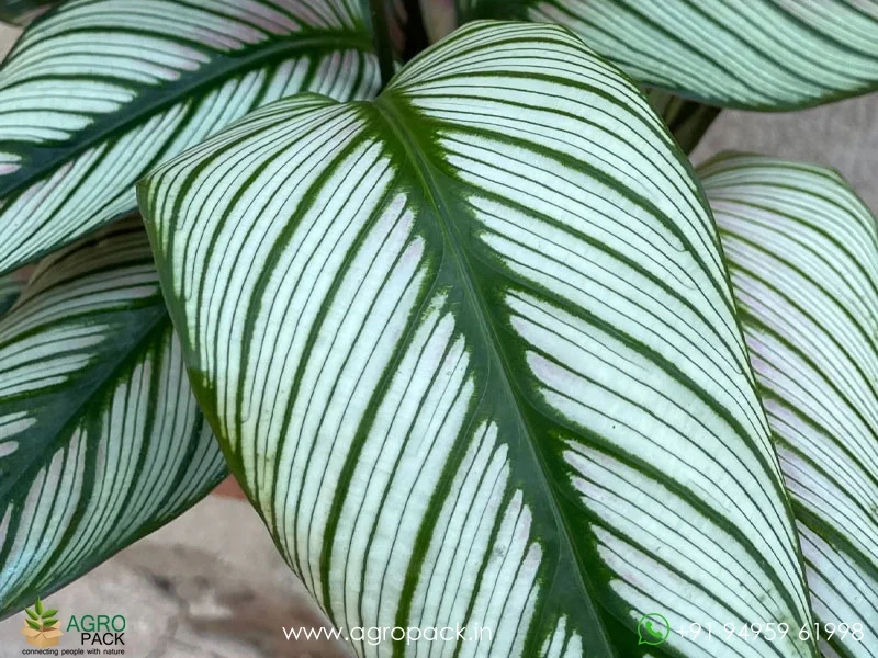White-Star-Calathea-majestica1