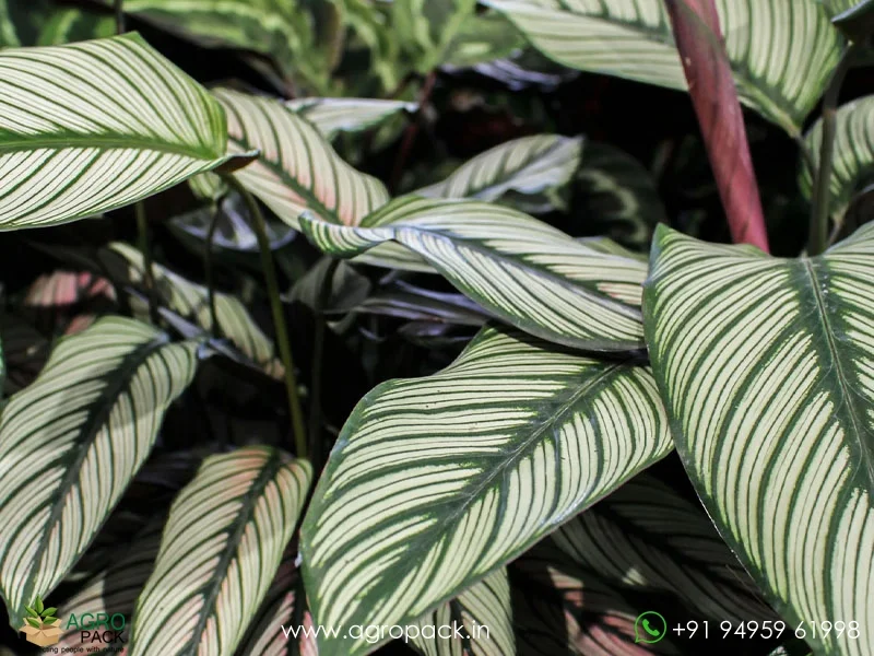 White-Star-Calathea-majestica6