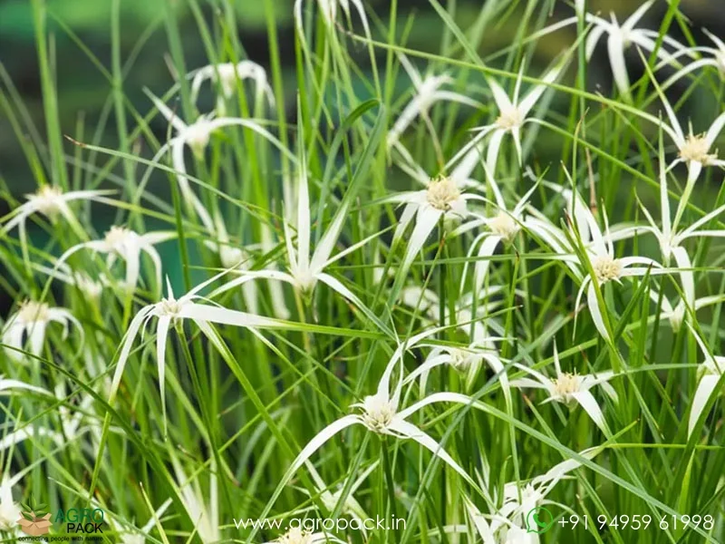 White-Star-Grass-Rhynchospora-colorata2