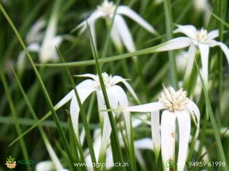 White-Star-Grass-Rhynchospora-colorata3