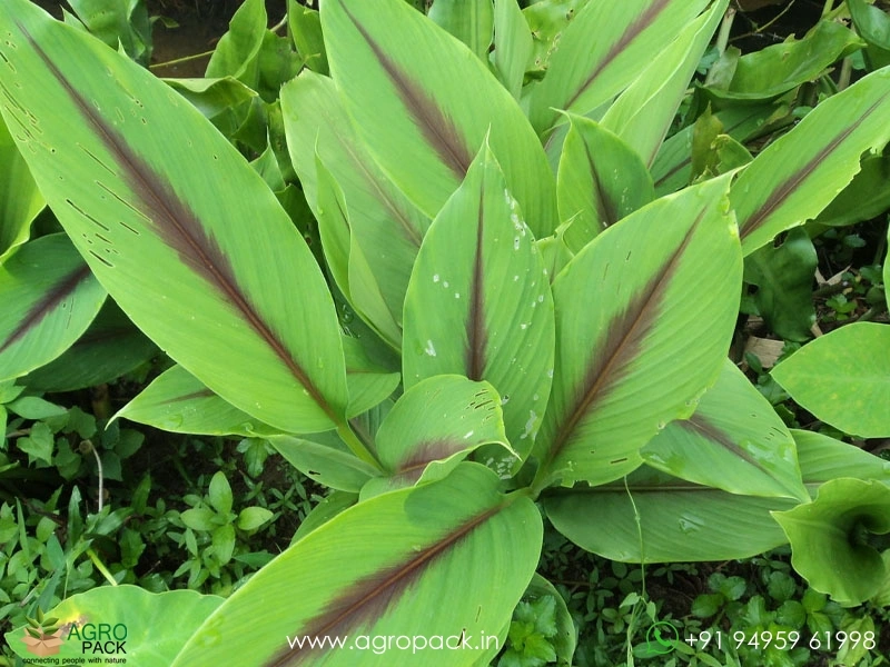 White-Turmeric3