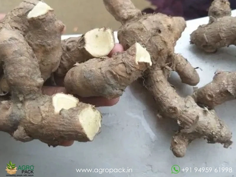 White-Turmeric6
