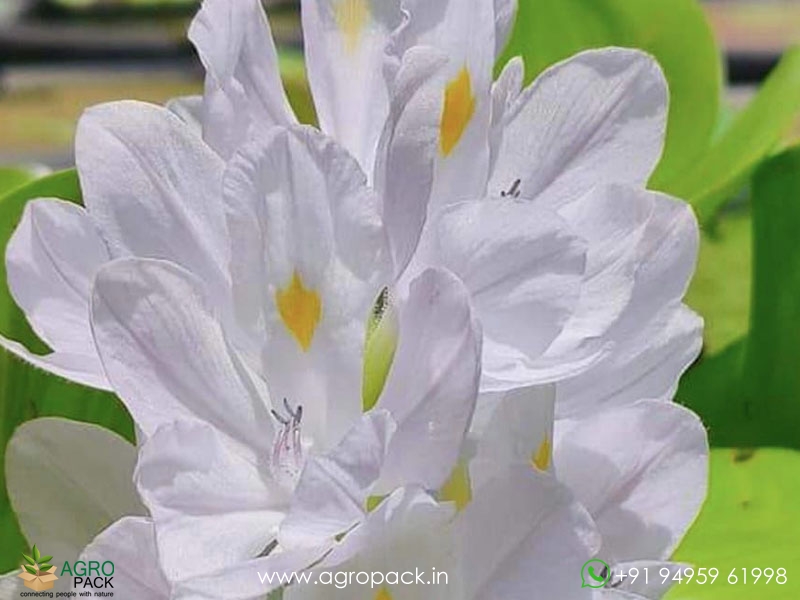 White-Water-Hyacinth2
