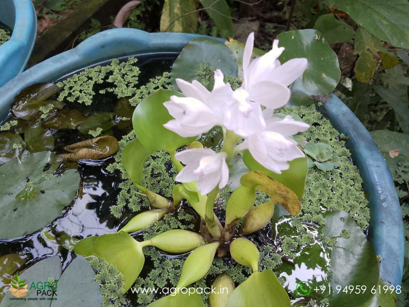 White-Water-Hyacinth3