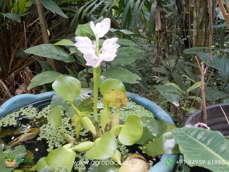 White-Water-Hyacinth5