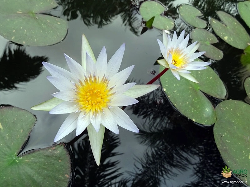 White-Water-Lilly1