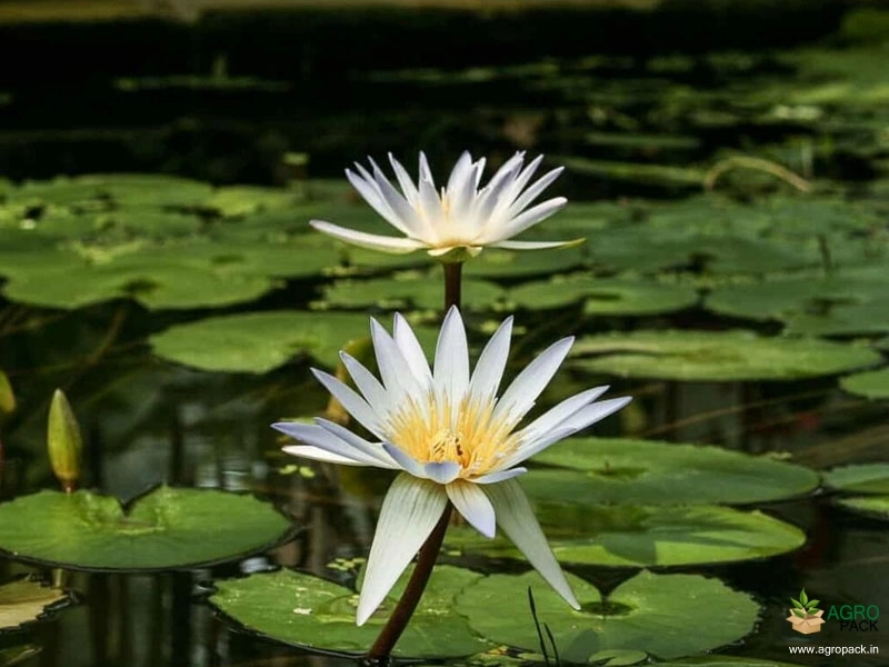 White-Water-Lilly2
