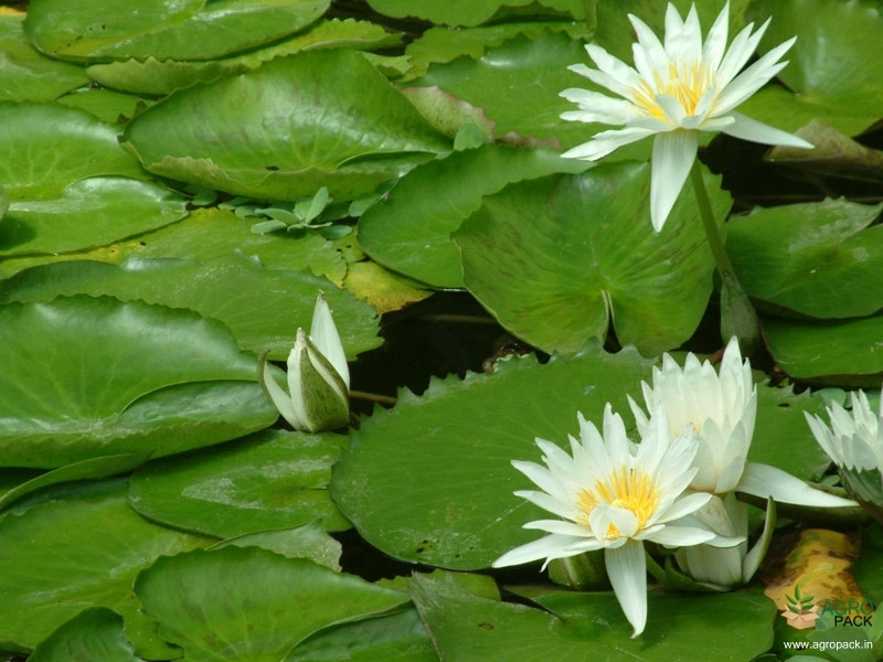 White-Water-Lilly3