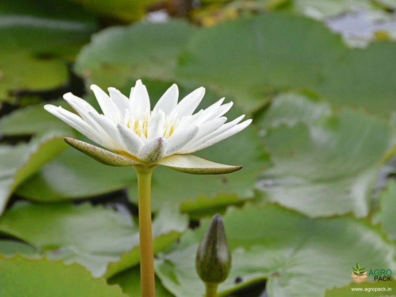 White-Water-Lilly4