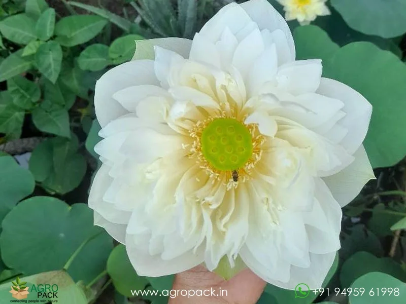 White-swan-lotus4