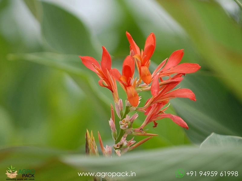 Wild-Canna1
