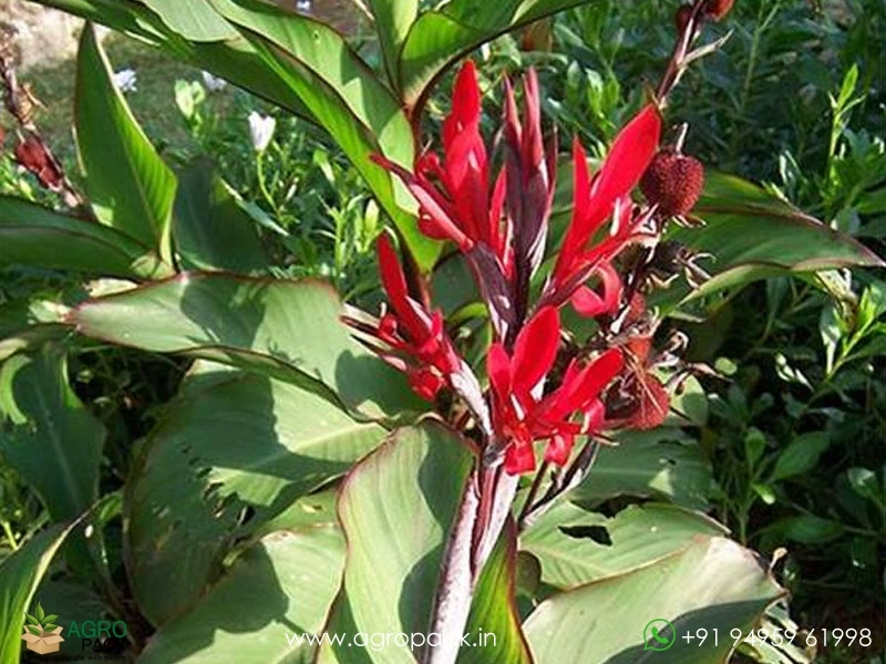 Wild-Canna2