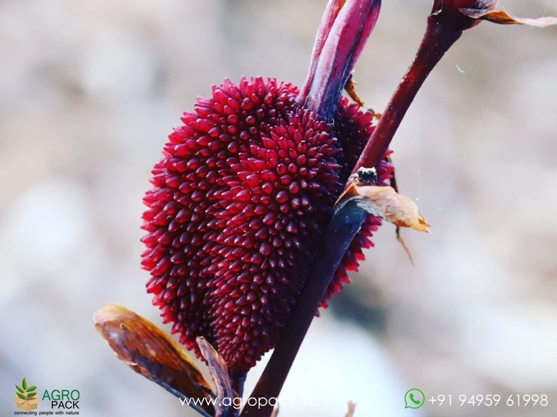 Wild-Canna3