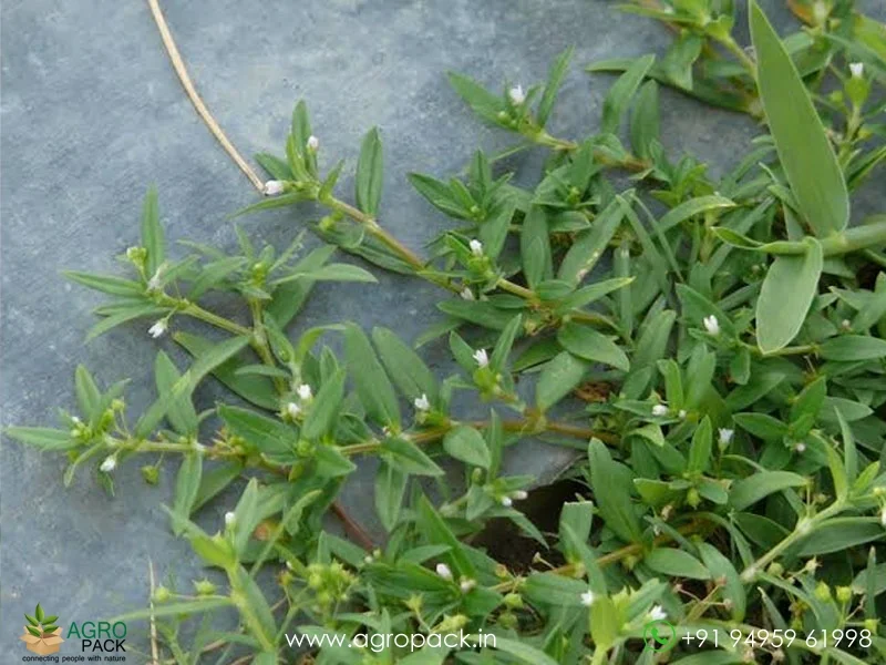 Wild-Chayroot-Oldenlandia-Diffusa3