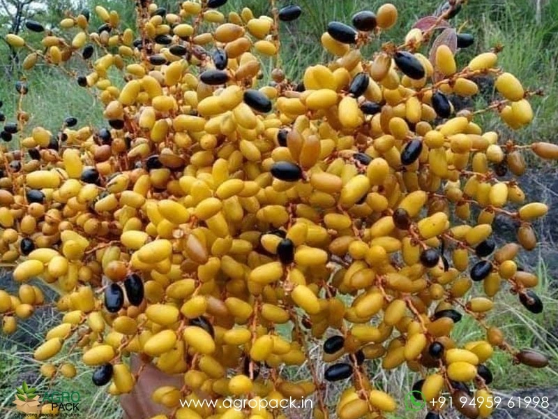 Wild-Date-Palm1