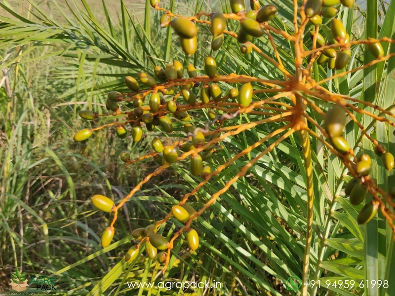 Wild-Date-Palm4